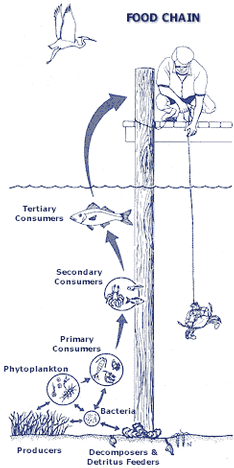 foodweb.gif (16963 bytes)